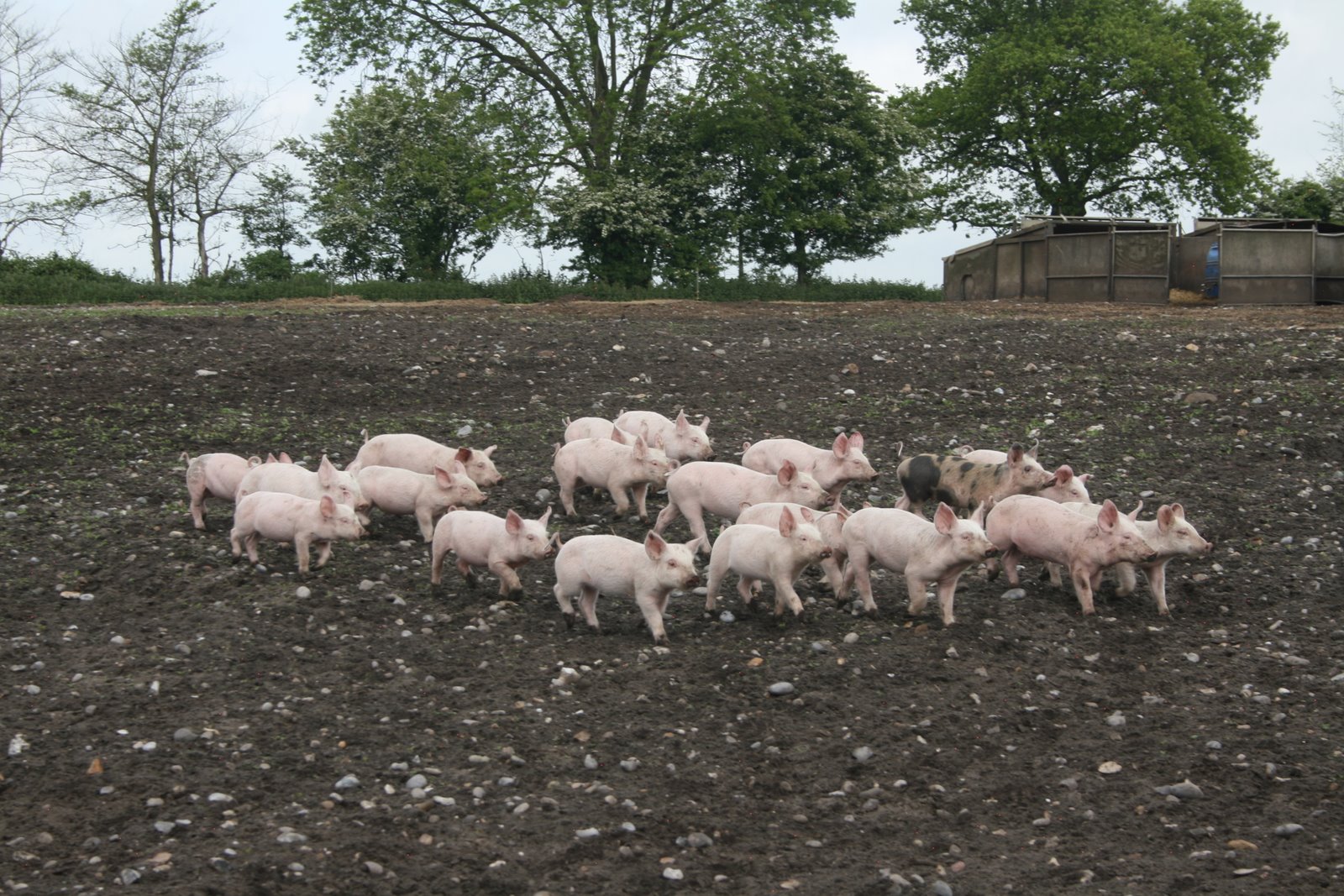 Event report: Free Range Pig in a Day | Foodsafariuk's Blog