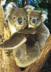 Huggy Koalas