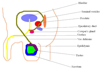 REPRODUCTIVE SYSTEM. - ppt video online download