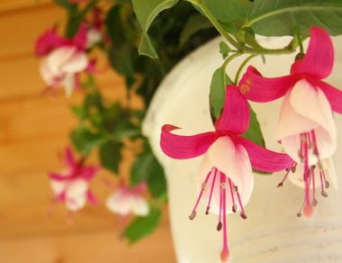 Interviu dat "bucatarasilor" :P