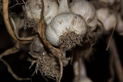 Garlic Drying in Barn