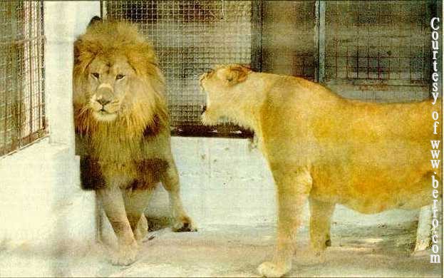 [lion_and_lioness_during_marriage.jpg]