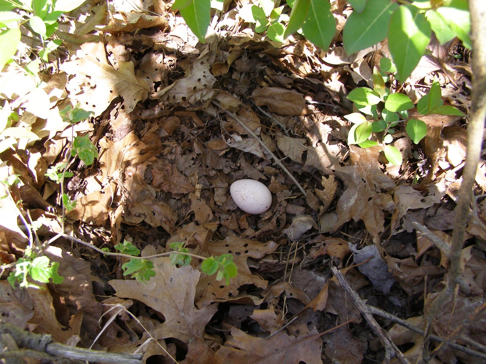 Blue Jay Barrens Wild Turkey Nest