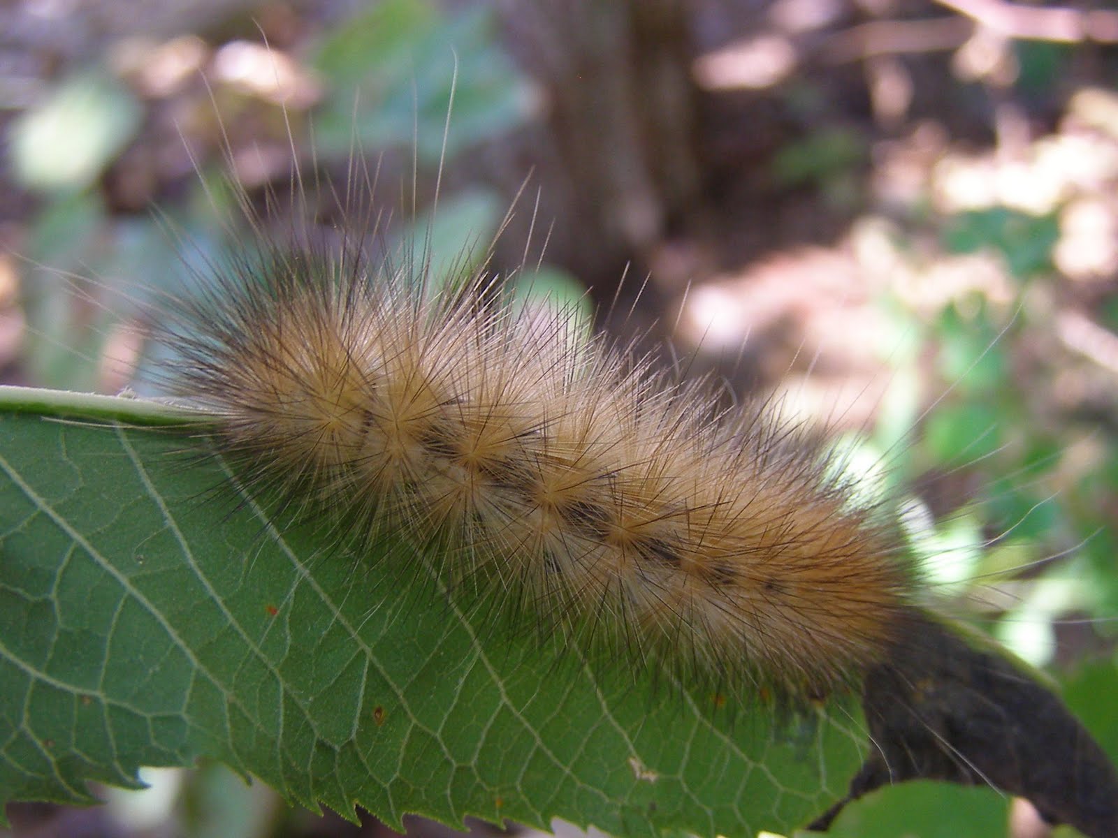 Hairy Caterpillars 113