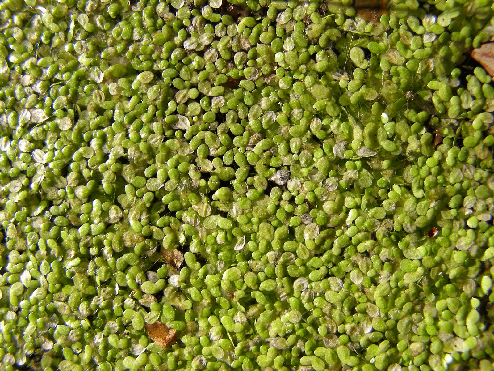 Blue Jay Barrens Duckweed