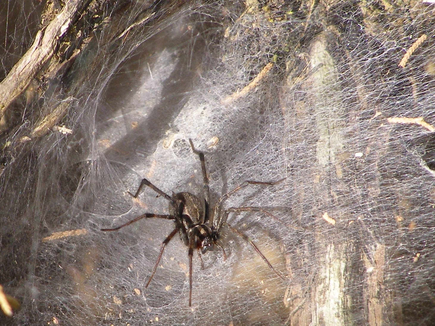 Funnel Web Brown Recluse Spider