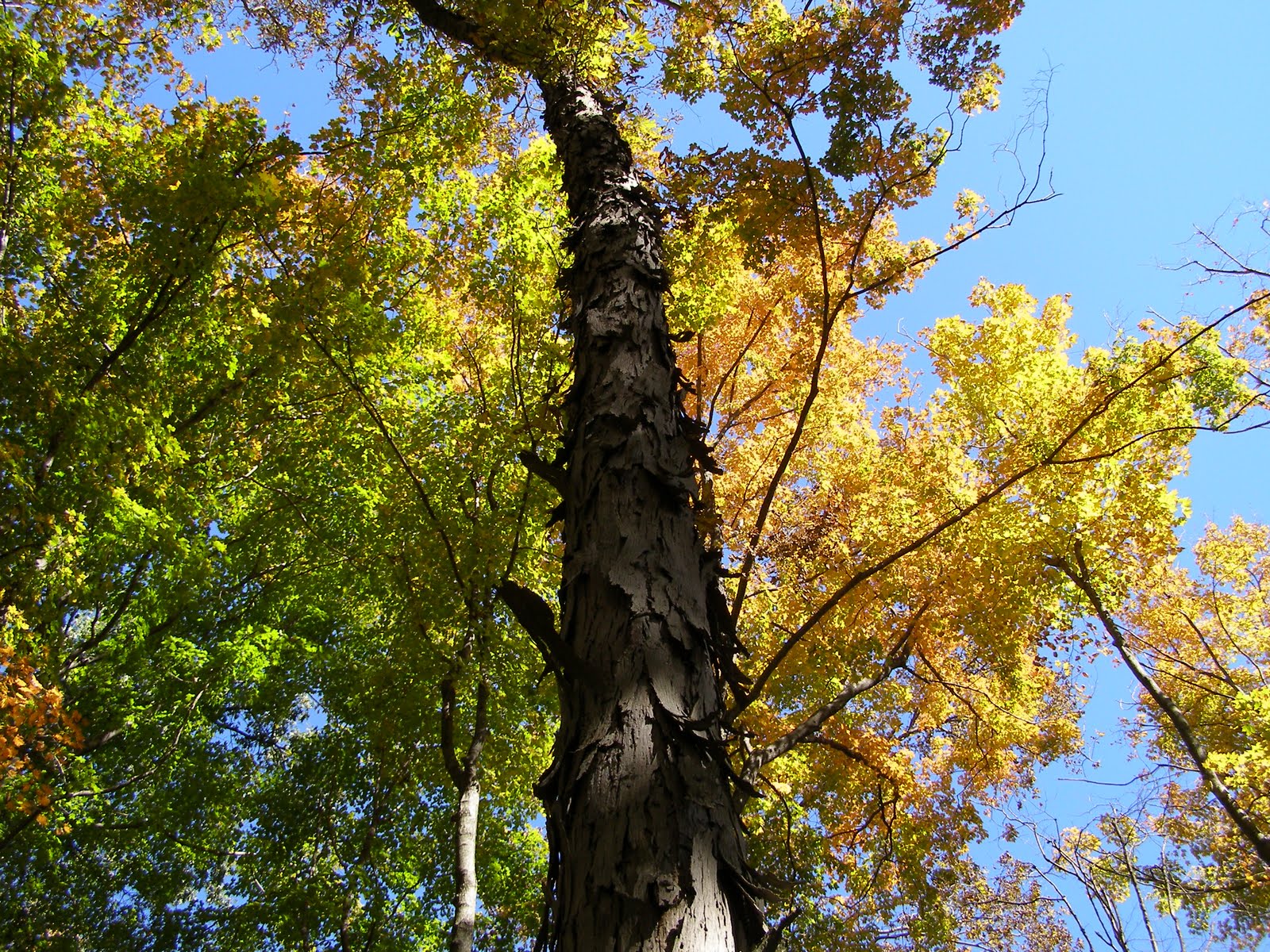 Blue Jay Barrens Shagbark Hickory