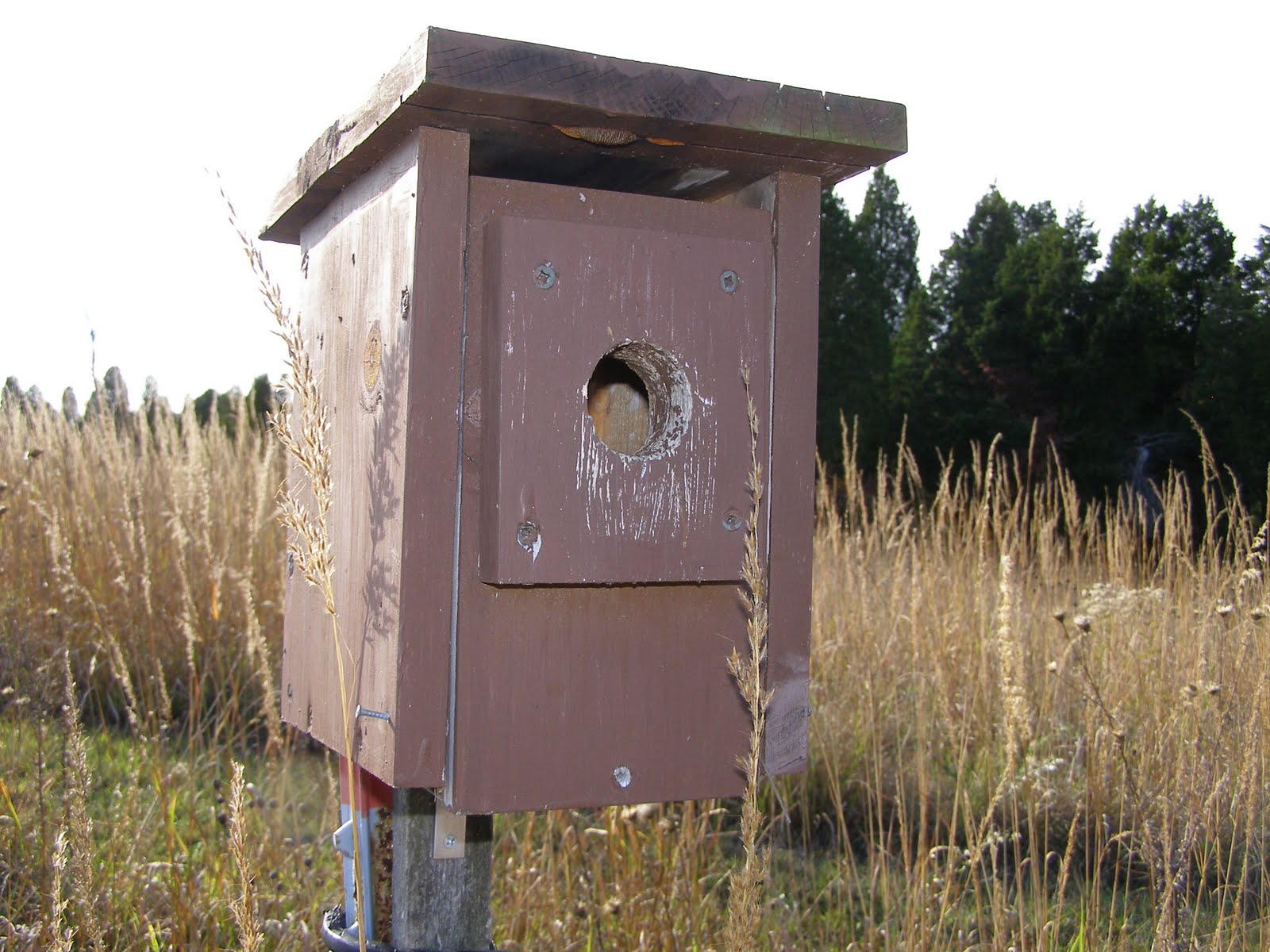 Blue Jay Barrens Cleaning Out A Bluebird House
