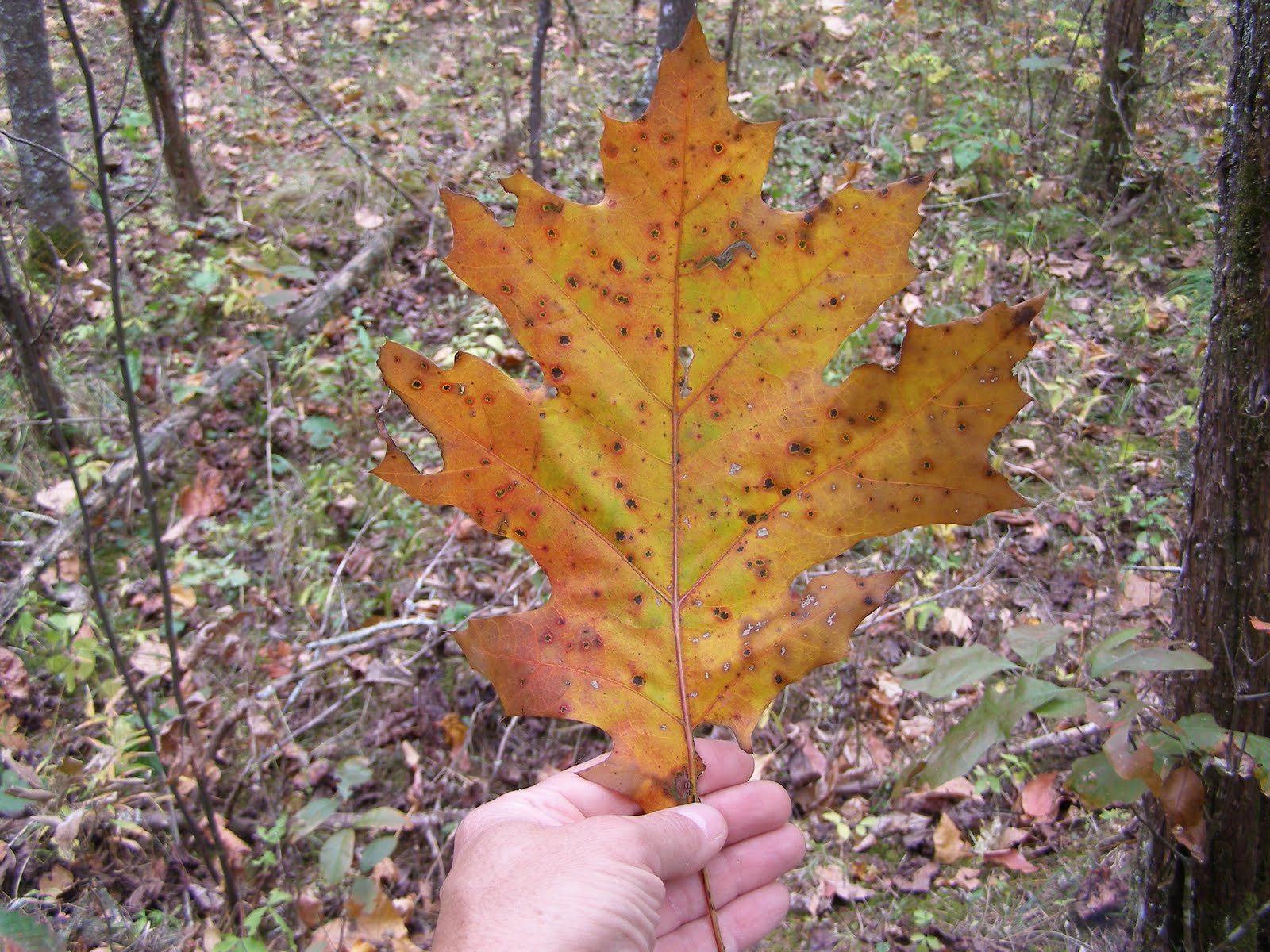 Blue Jay Barrens: Giant Oak Leaves