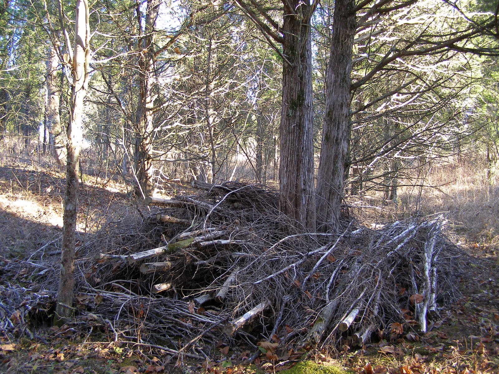 Blue Jay Barrens Brush Piles