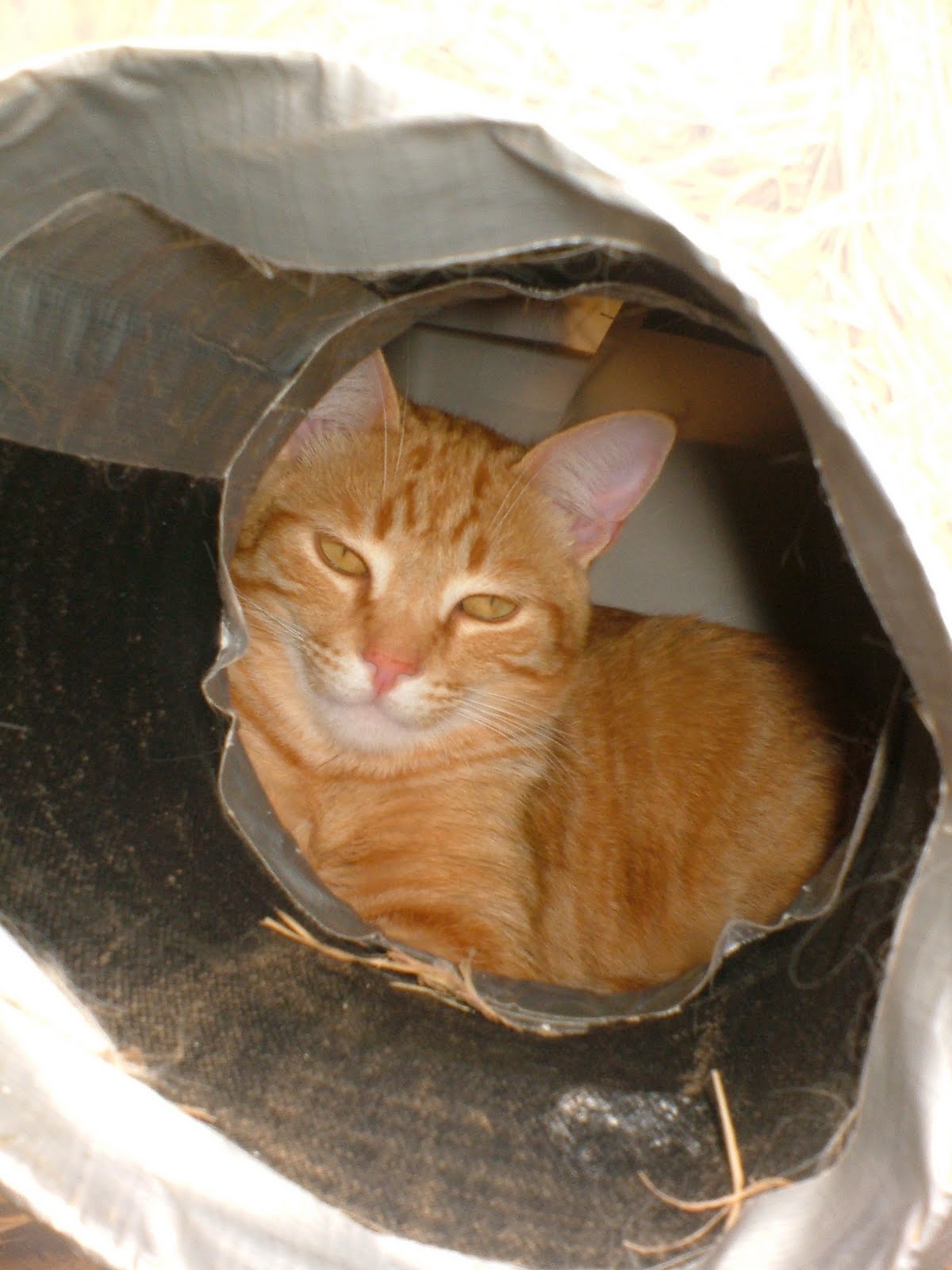 The Very Best Cats  How to Make a Winter Shelter for an 