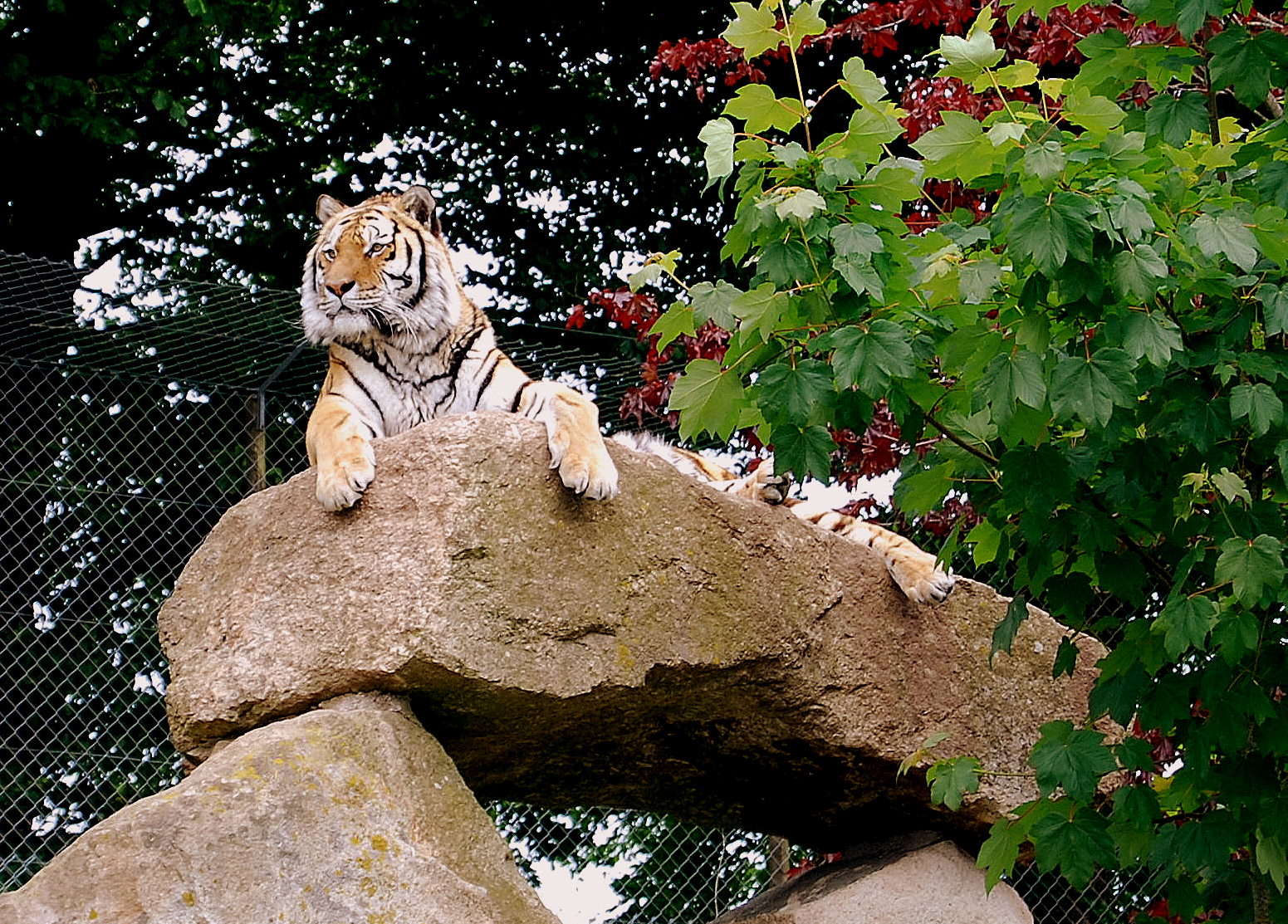 Dartmoor Zoological Society at Henry Bracey blog