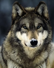 Greysteppenwolf