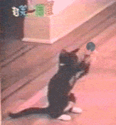 Be The Ouroboros - The Urine Eater Cat+juggling