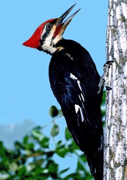 [pileated_woodpecker.jpg]