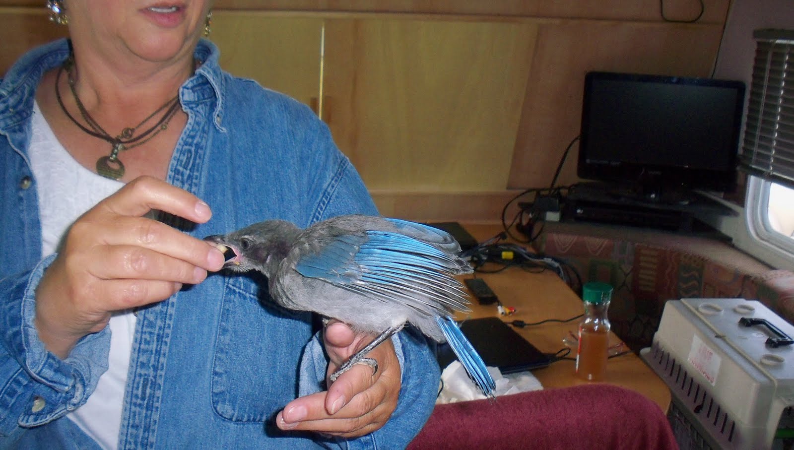 Mobile Kodgers A REAL LIVE BIRD WHISPERER