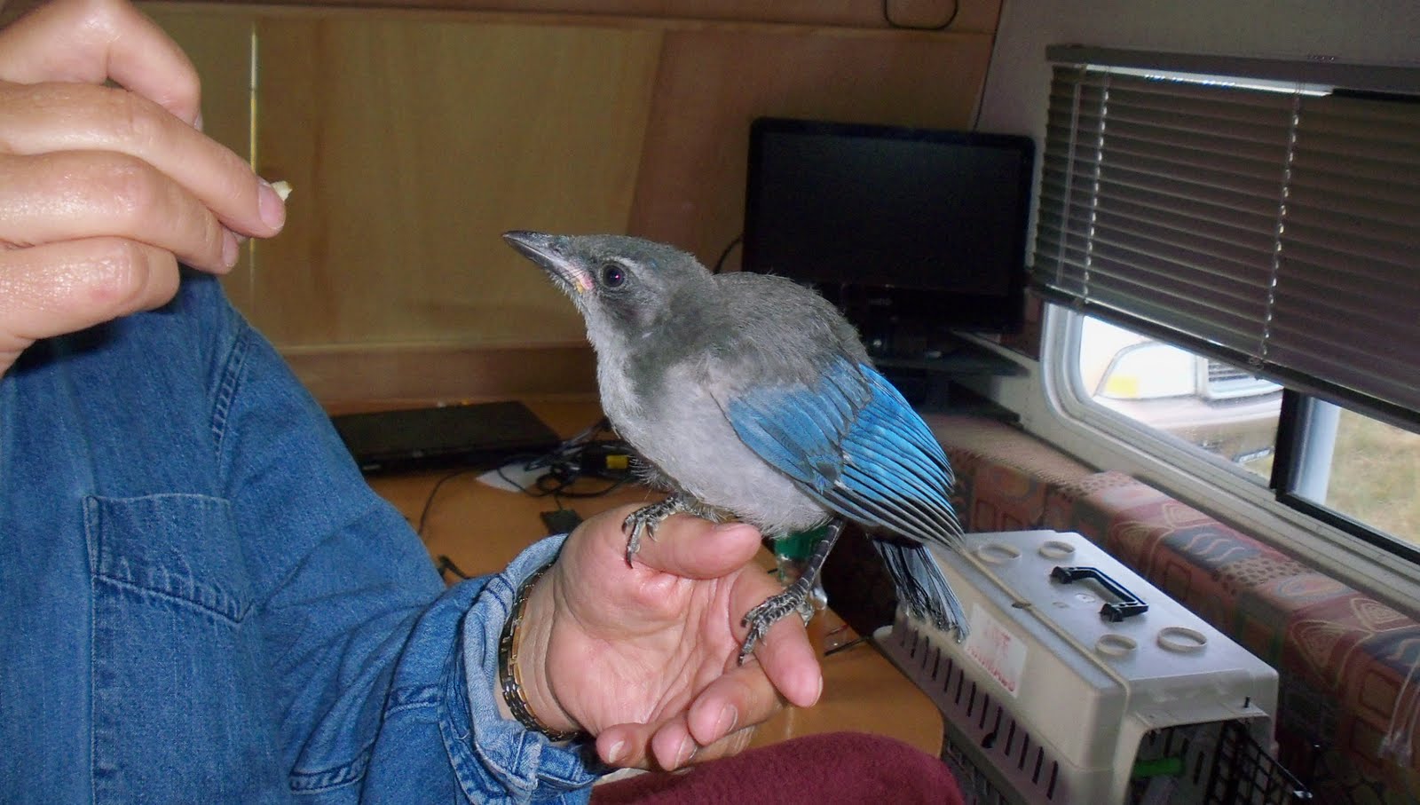 Mobile Kodgers A REAL LIVE BIRD WHISPERER