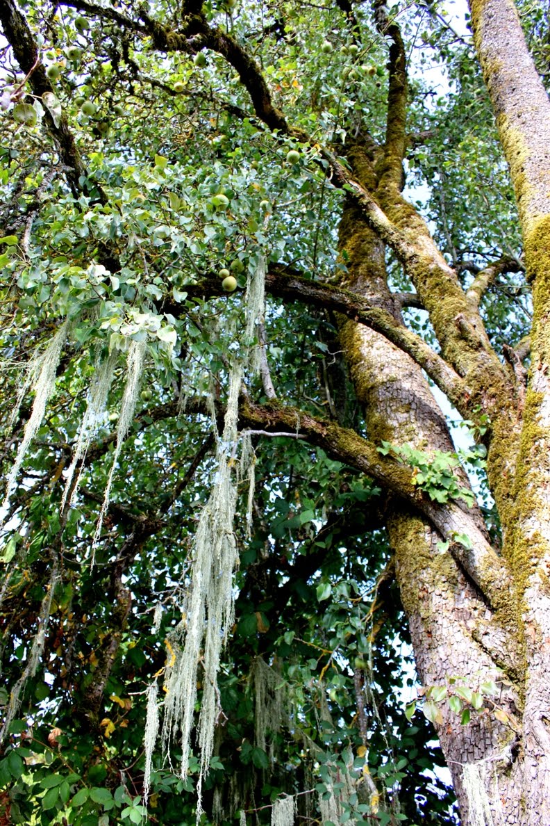 download spanish moss tree for free download spanish moss tree for free