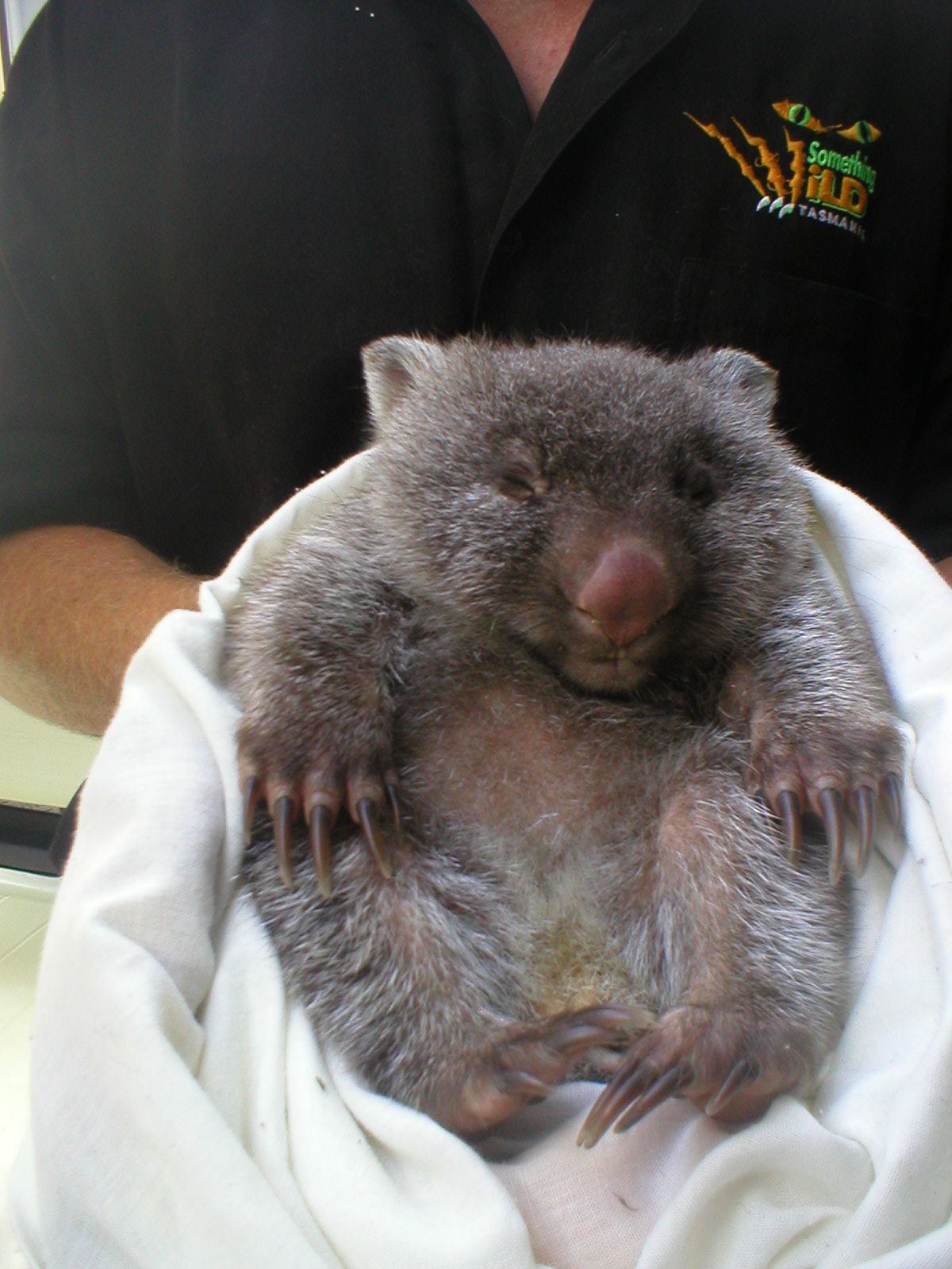 [baby+wombat]