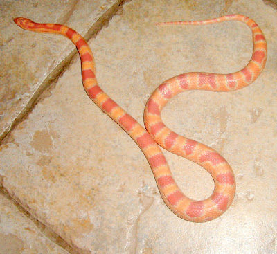 Snakes: Proper Care and Feeding of Ruby