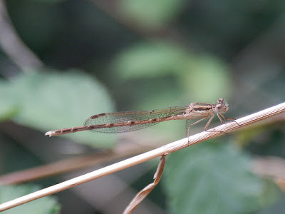 Common Winter Damsel Sympecma fusca Known in Britain as the Winter Damselfly