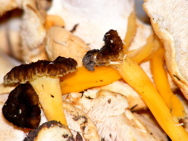 Chanterelle mushrooms, Indre et Loire, France. Photographed by Susan Walter. Tour the Loire Valley with a classic car and a private guide.