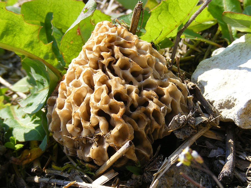 Days on the Claise Morels