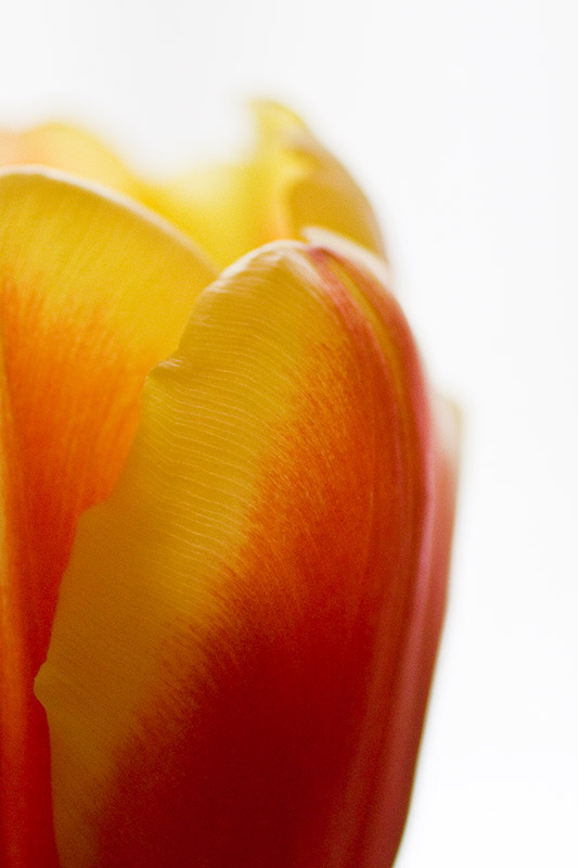[tulip5.jpg]