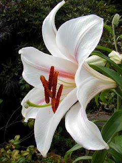 Bunga Asiatic Lily