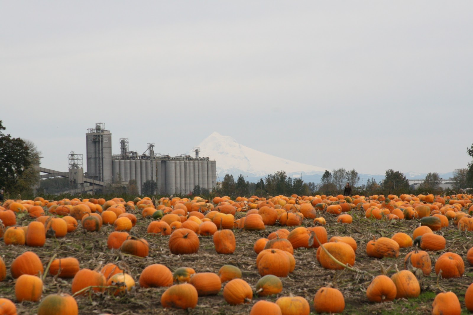 Cottam ATeam Pumpkin Patch on Sauvie Island