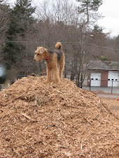 Lula-belle, queen of Medway's Dog Park Woodchip pile