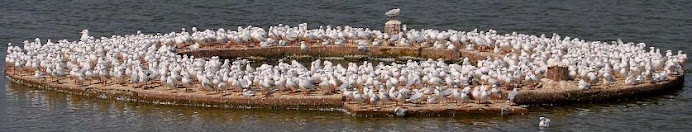 Jamnagar Birds