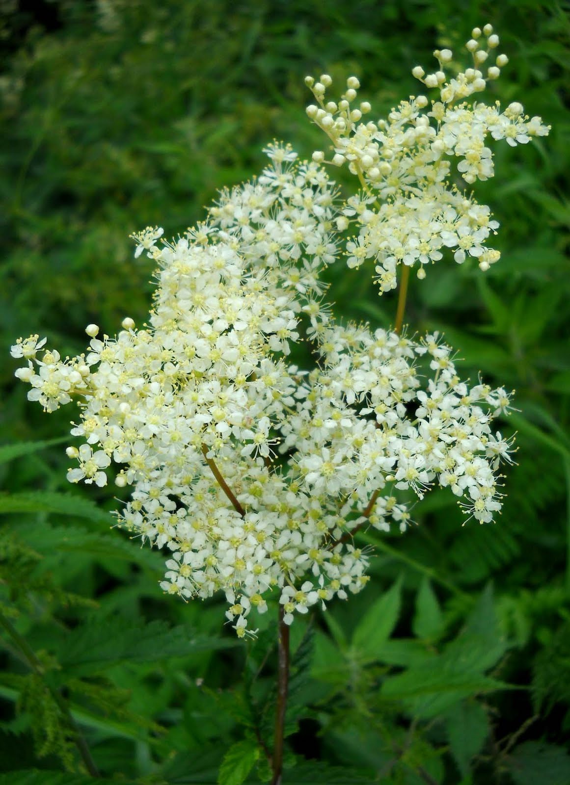 My Nature Photography: Meadowsweet