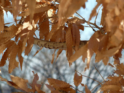 Decidious leaves remaining in winter on Sawtooth Oak
