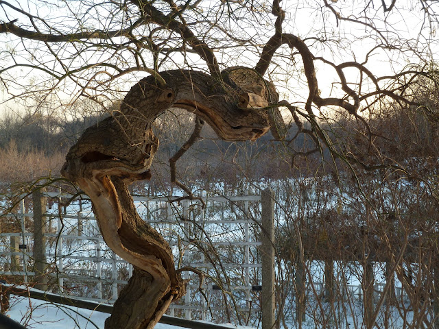 Weeping Pagoda tree bark in winter at Brooklyn Botanic