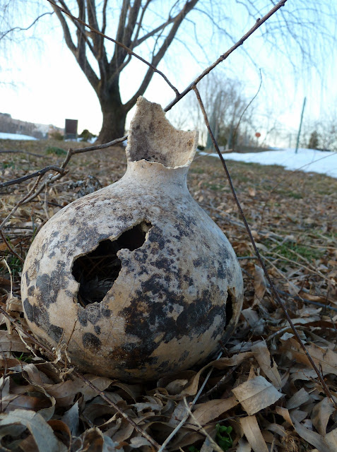 Broken birdhouse gourds with evidence of a birds nest left behind inside