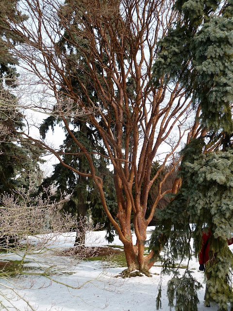 Paperbark maple in winter, The New York Botanical Garden