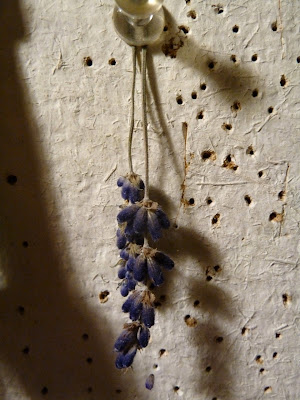 Lavender flowers dried hanging on corkboard