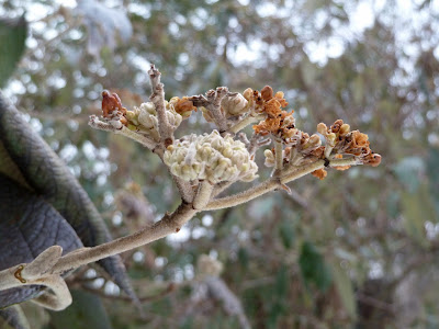 Viburnum bud in winter, Prospect Park
