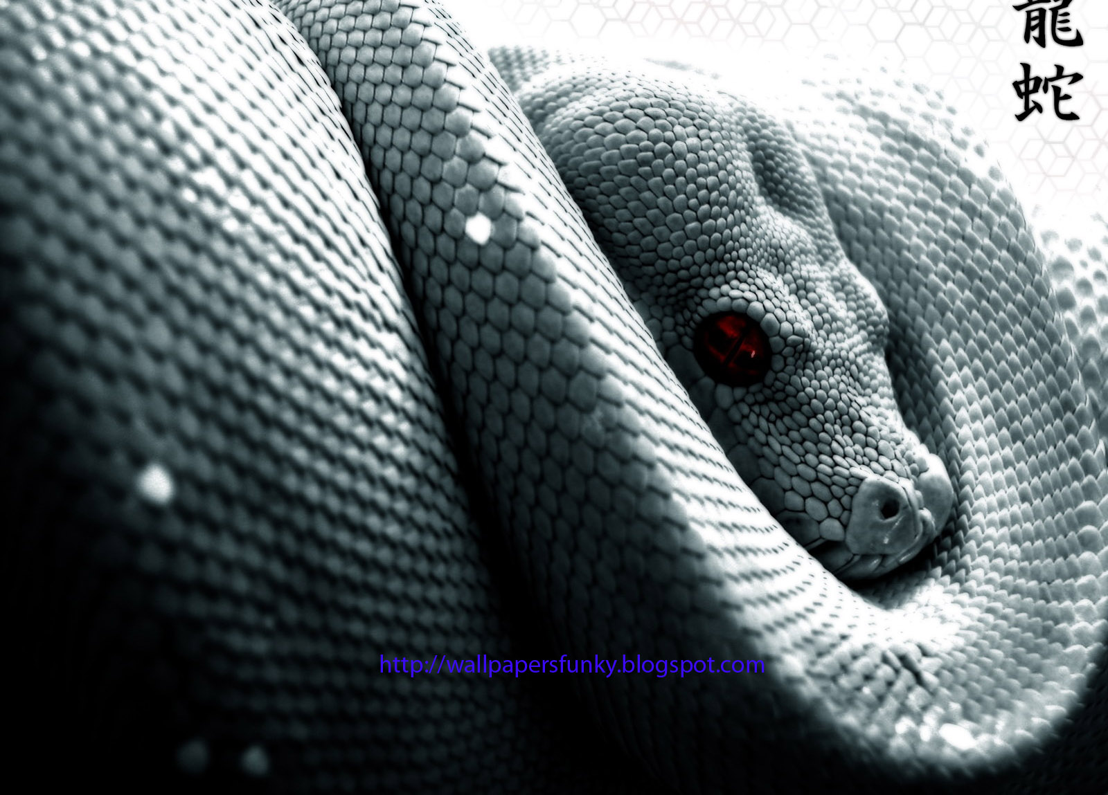 wallpapers HQ: Amazing Snakes HD Wallpapers