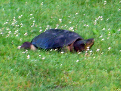 [turtle03.jpg]