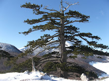 Il Pino Loricato,simbolo del Pollino