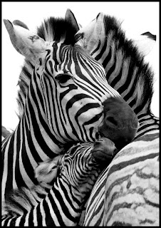 Funny Joke Picture - Pondering Zebras Funny Joke Image - Pondering Zebras