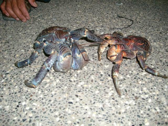 Coconut Crab Philippines