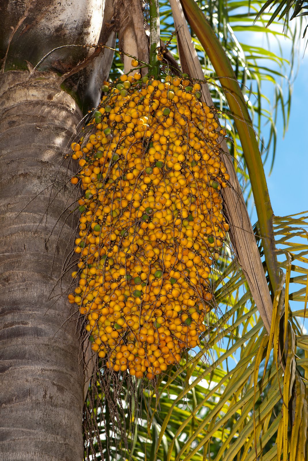 FOTOGRAFIAS DE LA FLORA AUTOCTONA DEL URUGUAY: PINDÓ
