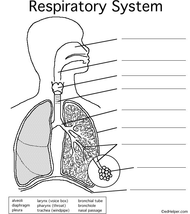 [respiratorysystem.gif]