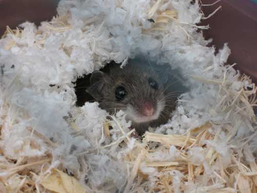 nesting mouse