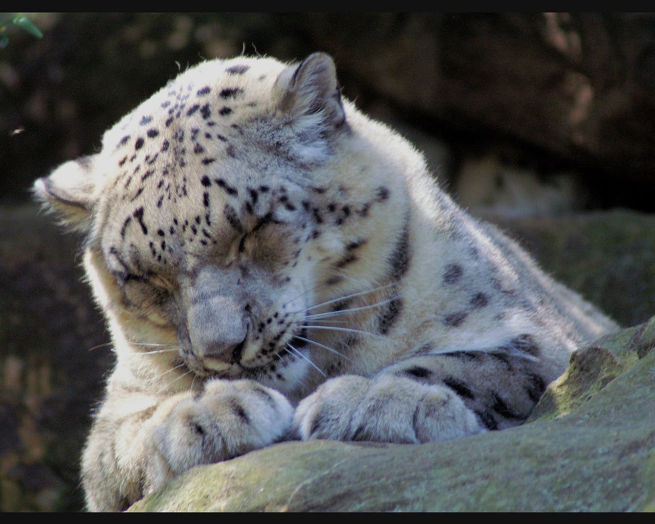 [Snow-Leopard.jpg]