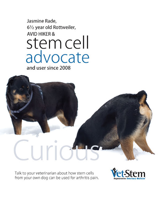 Dawg Business It s Your Dog s Health Jasmine Is Vet Stem s Poster Child 