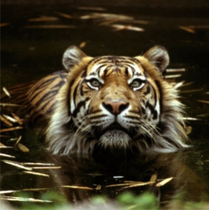 foto harimau jawa - gambar hewan